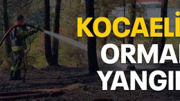 Kocaeli’de orman yangını